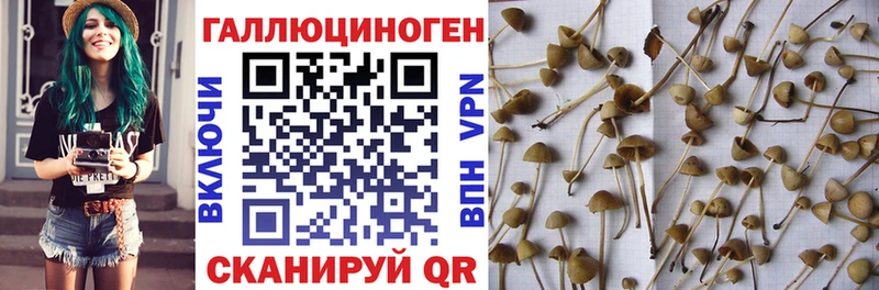 Галлюциногенные грибы Psilocybe  Мосальск 